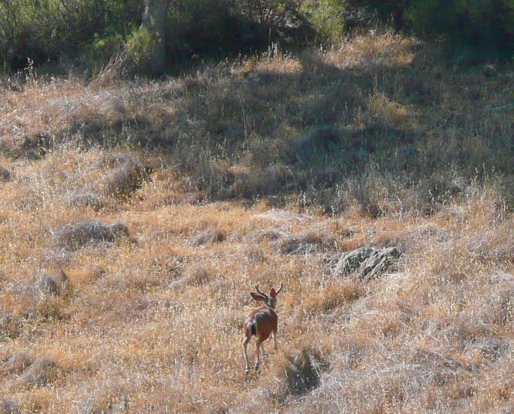 154 - HenryCoe Day1