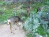 3308 - Day1 Bright Angel Phantom Ranch