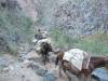 4022 - Day2 Bright Angel Trail to Indian Garden
