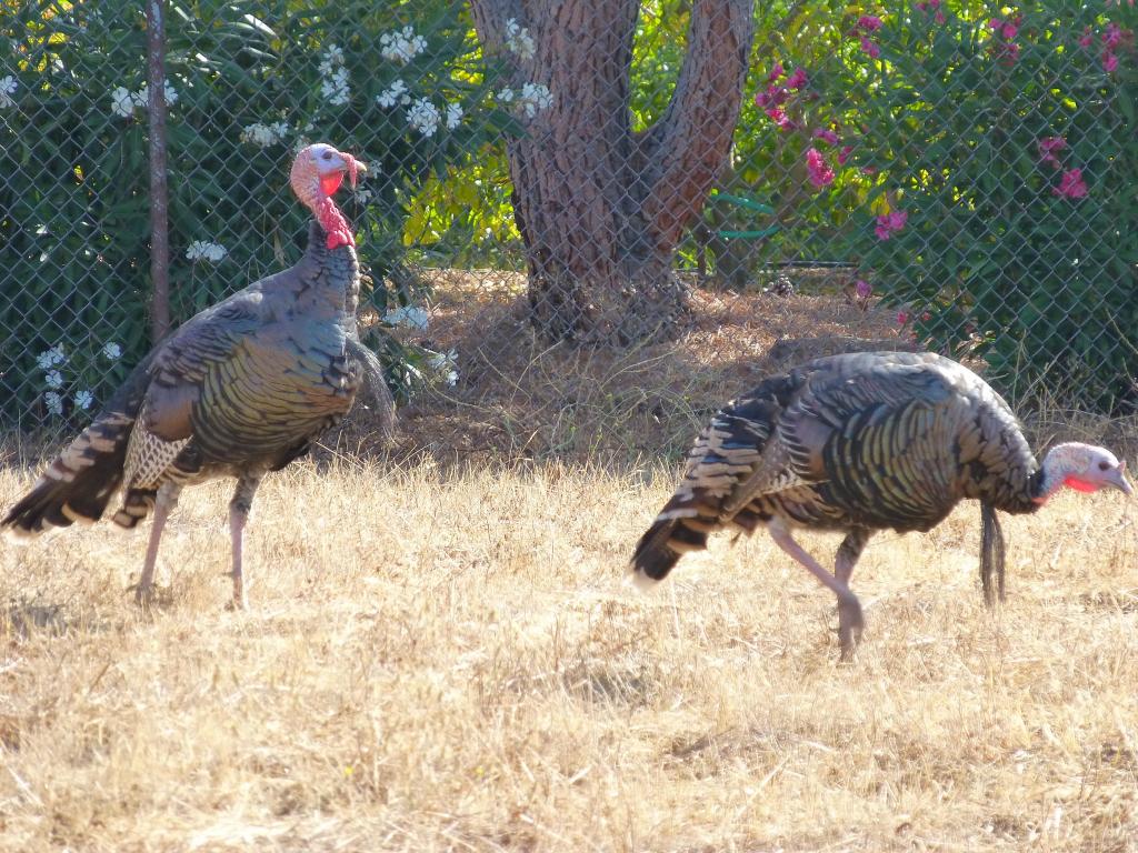 101 - 20120916 Rancho San Antonio