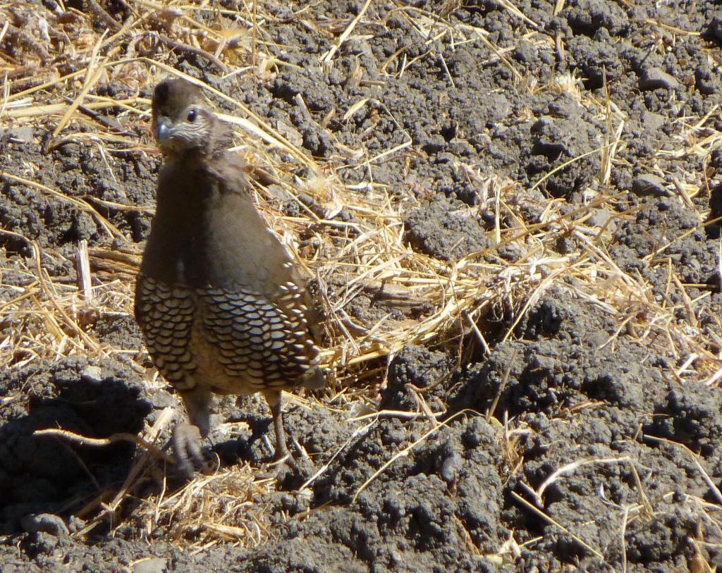 105 - 20120916 Rancho San Antonio