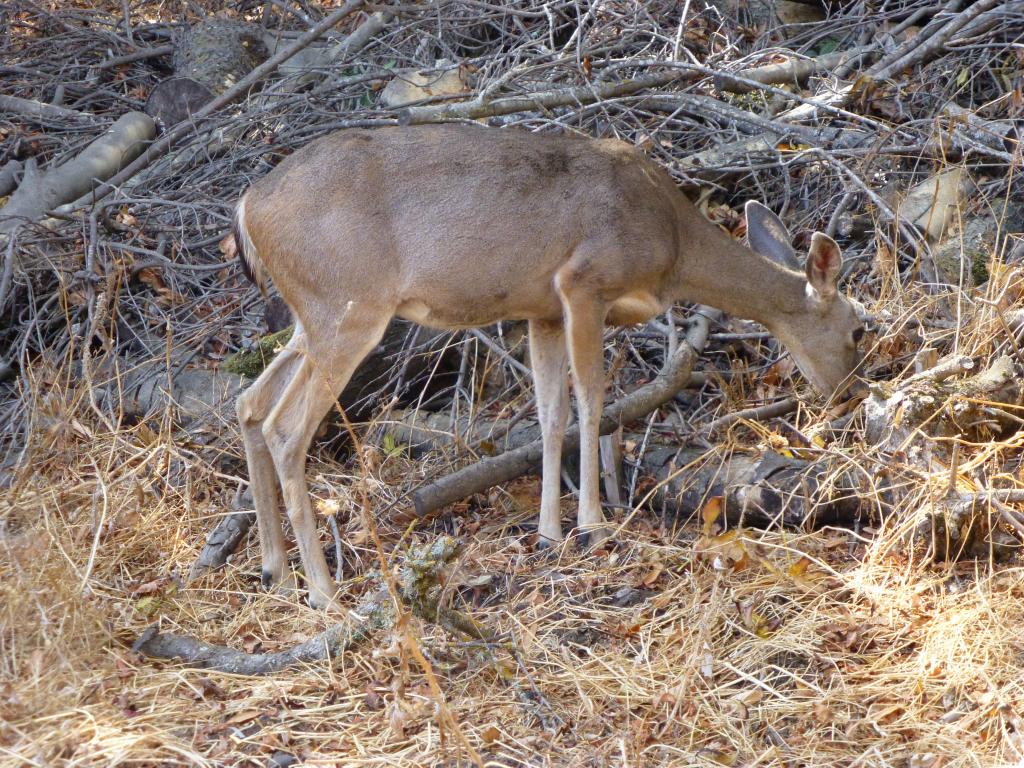 117 - 20120916 Rancho San Antonio