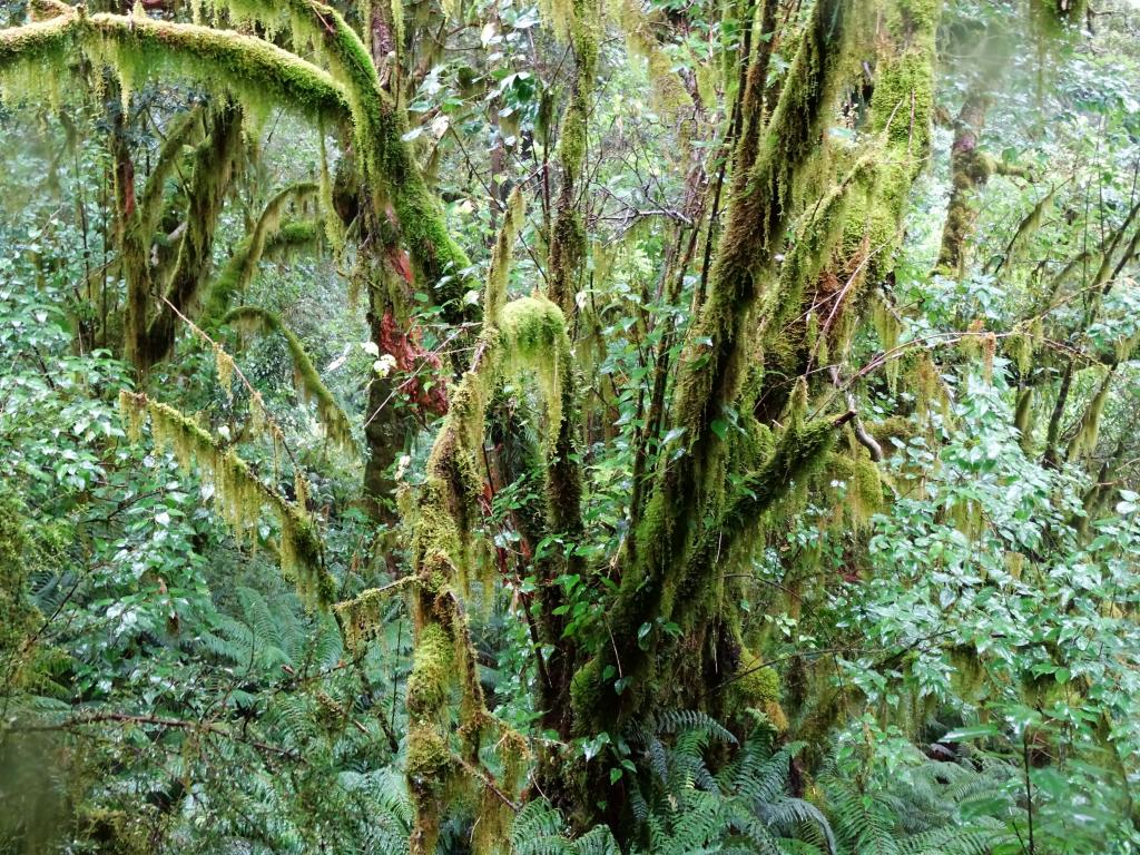 257 - 20150204 Milford Track