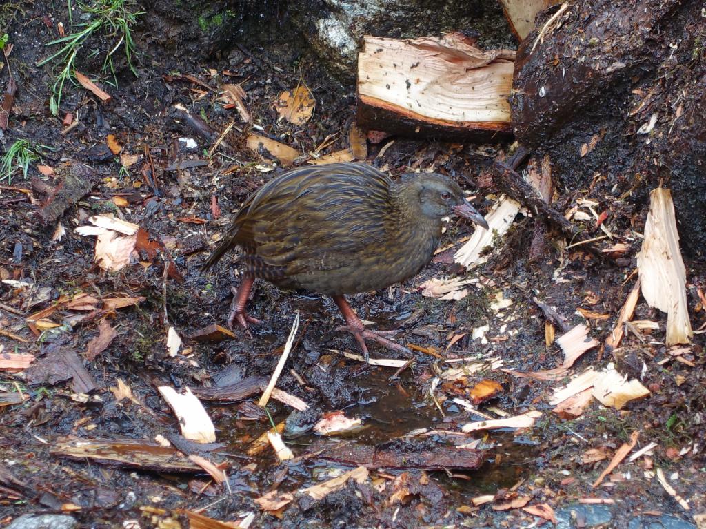 278 - 20150204 Milford Track