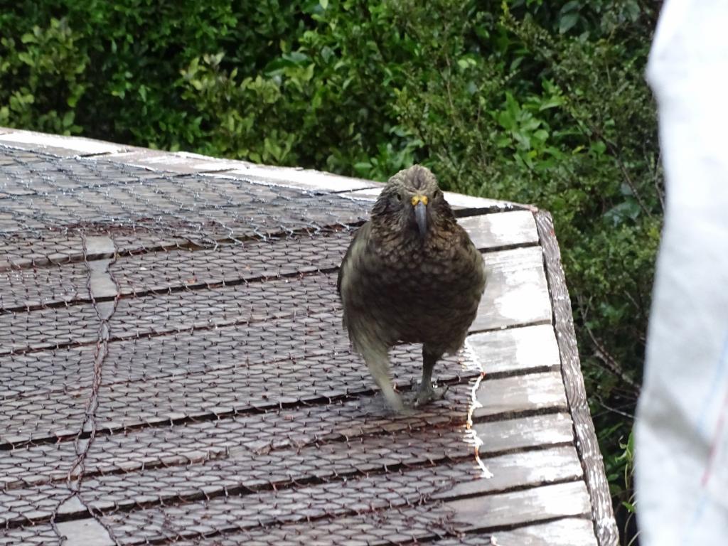 322 - 20150204 Milford Track