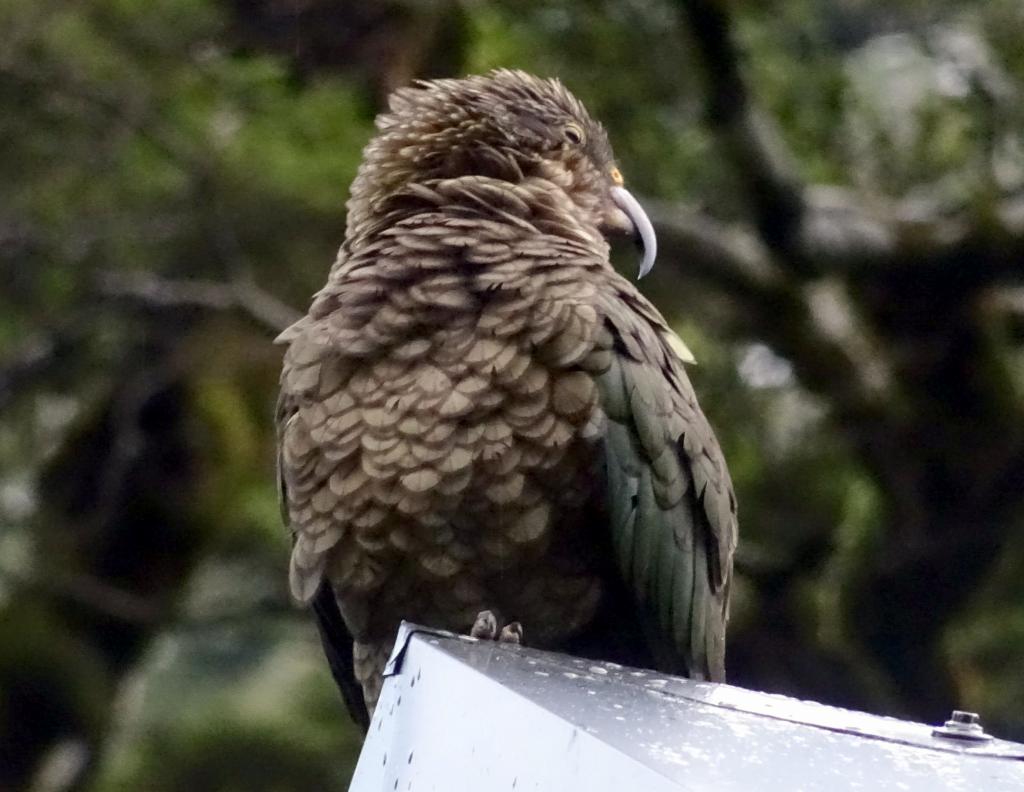 330 - 20150204 Milford Track