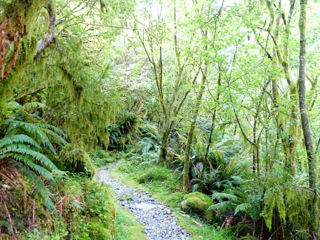 334 - 20150204 Milford Track