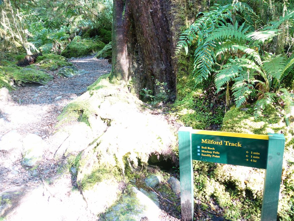 541 - 20150204 Milford Track