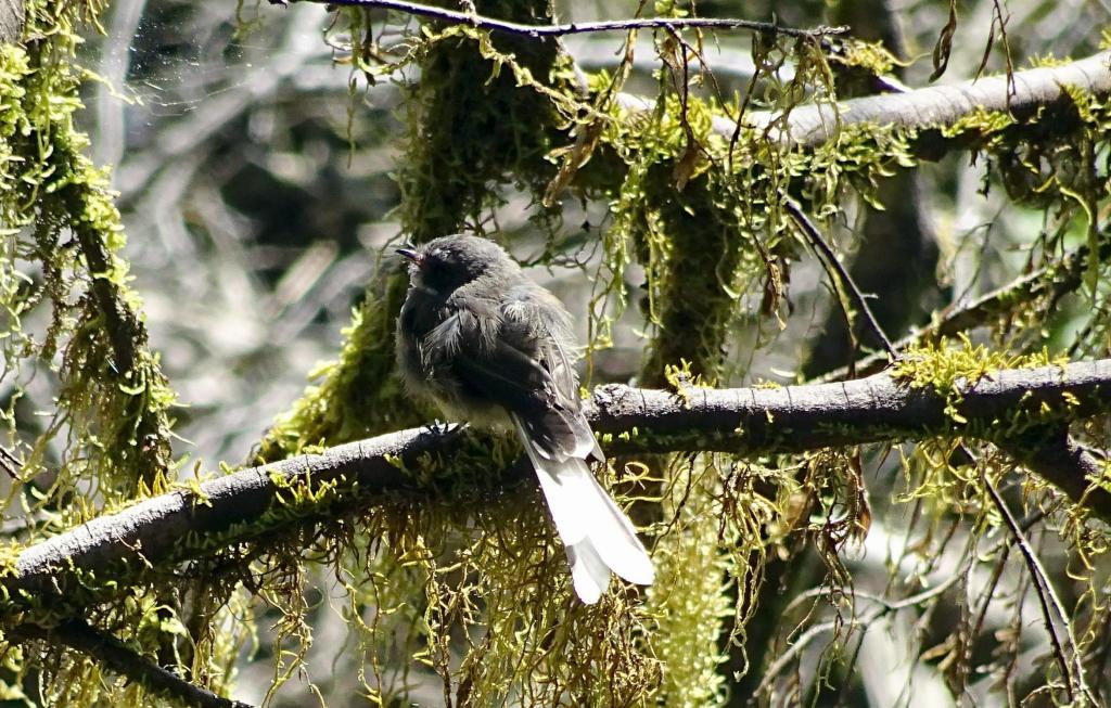 558 - 20150204 Milford Track