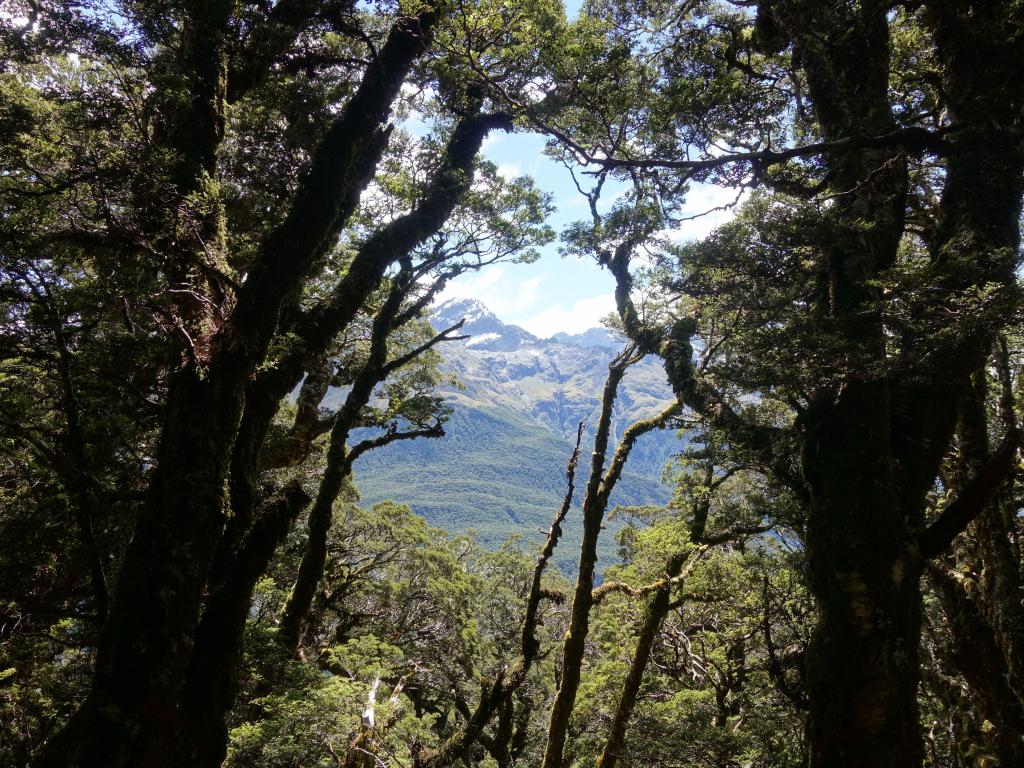 225 - 20190111 Routeburn Track Day1