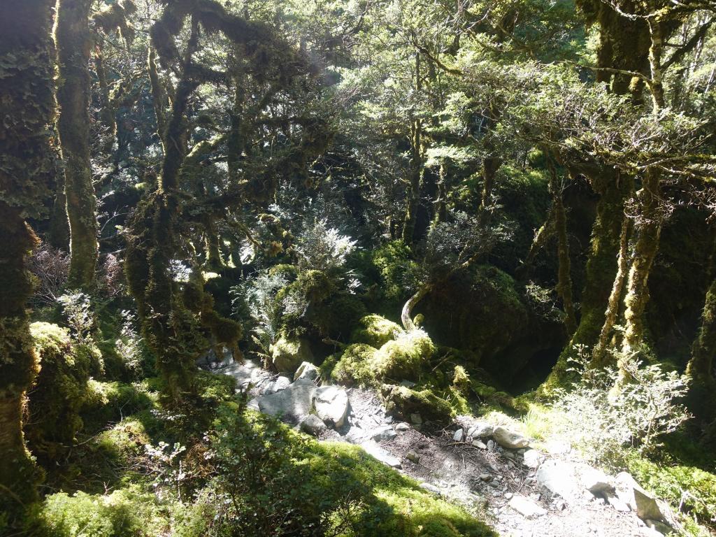 405 - 20190112 Routeburn Track Day2