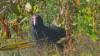 176 - 20190114 Te Anau Bird Sanctuary