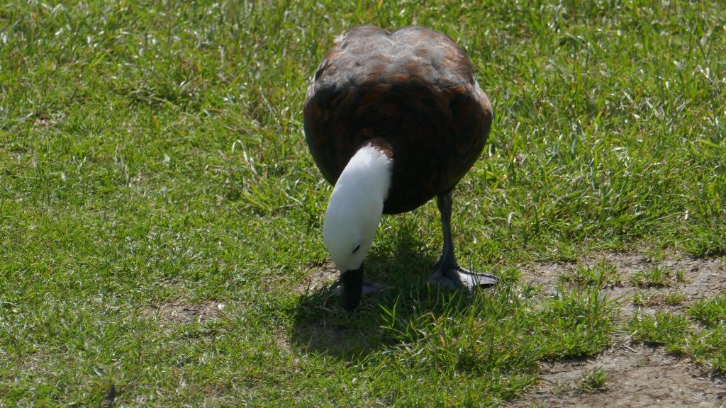 152 - 20190114 Te Anau Bird Sanctuary