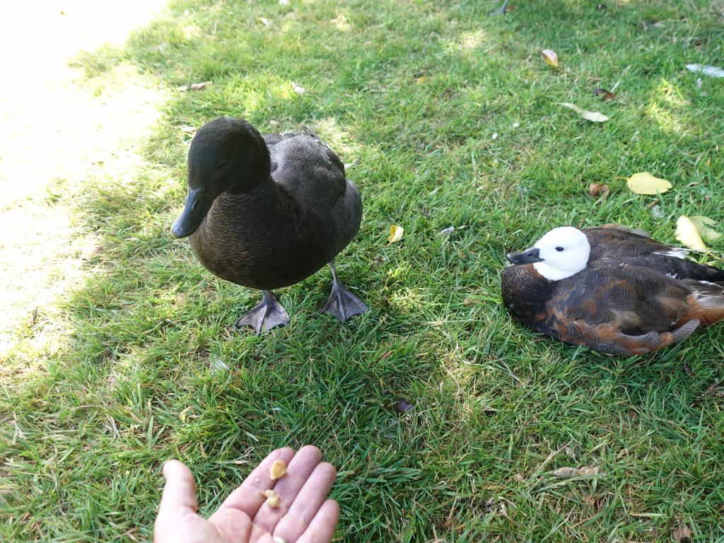 162 - 20190114 Te Anau Bird Sanctuary