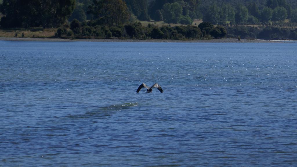 169 - 20190114 Te Anau Bird Sanctuary