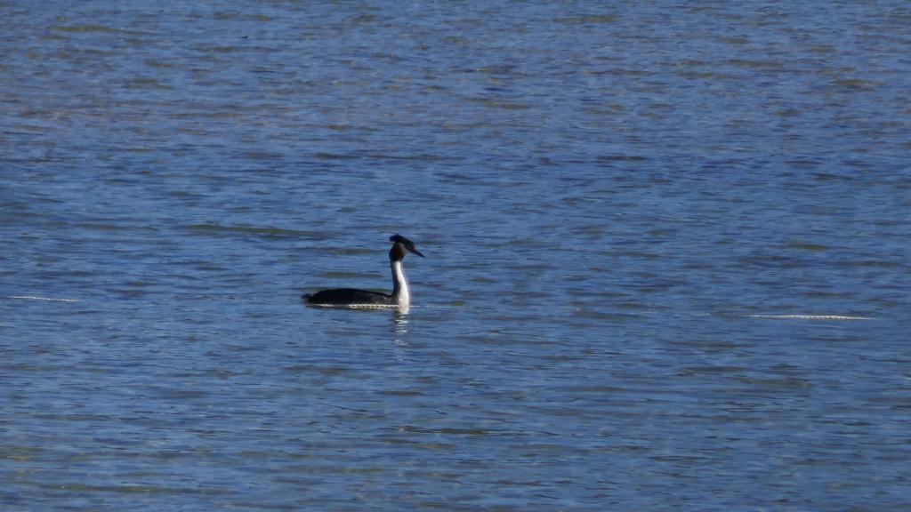 173 - 20190114 Te Anau Bird Sanctuary