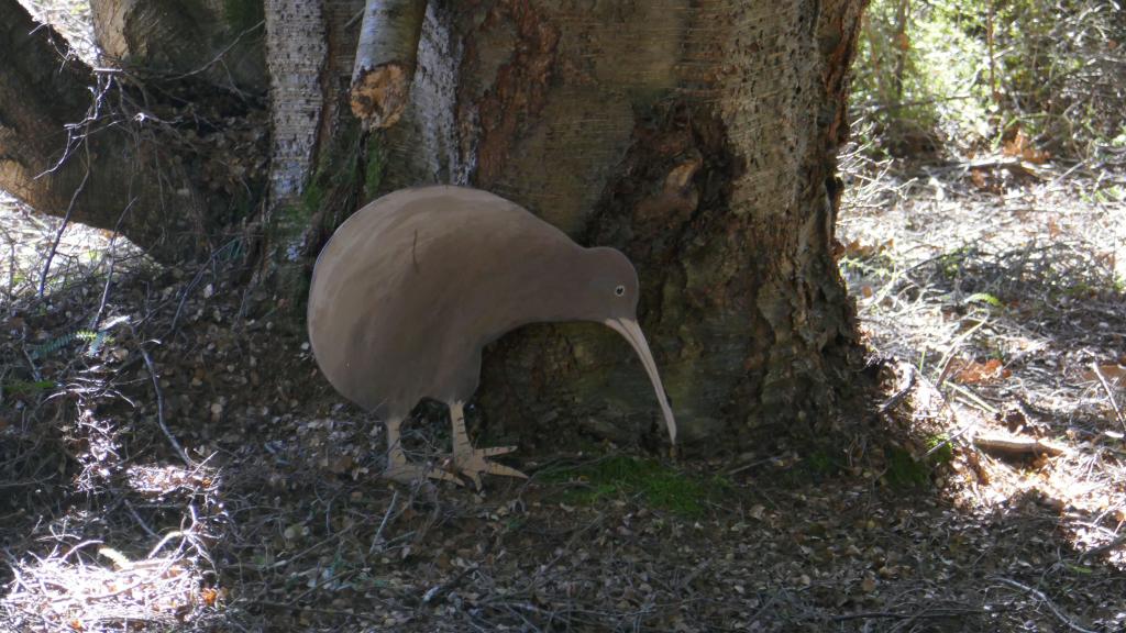 179 - 20190114 Te Anau Bird Sanctuary