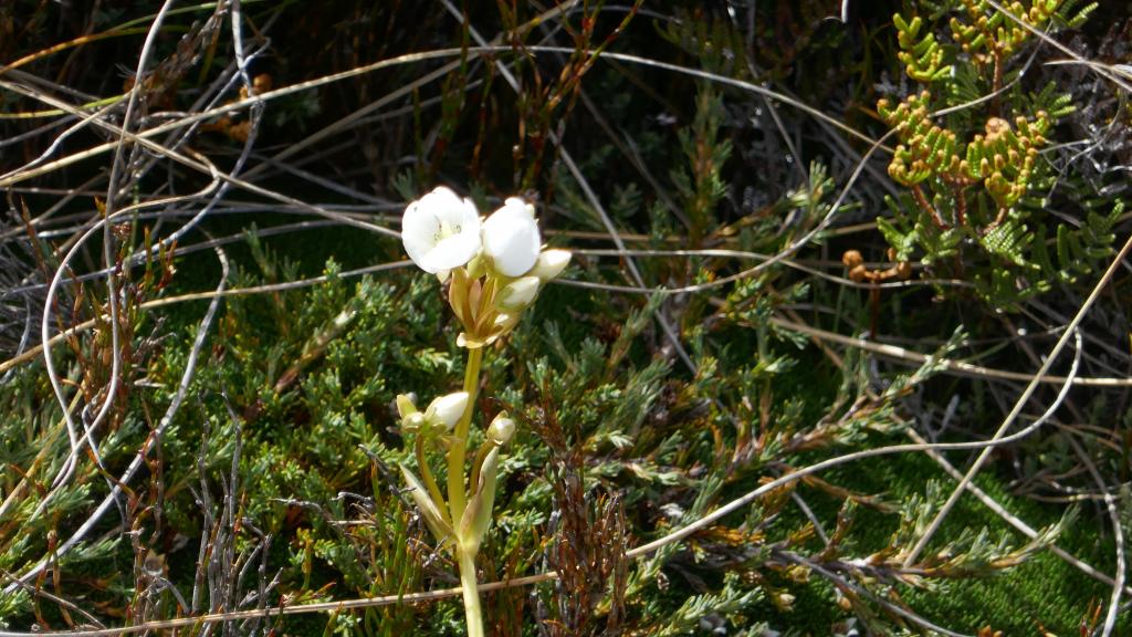 279 - 20190115 Kepler Track Day1