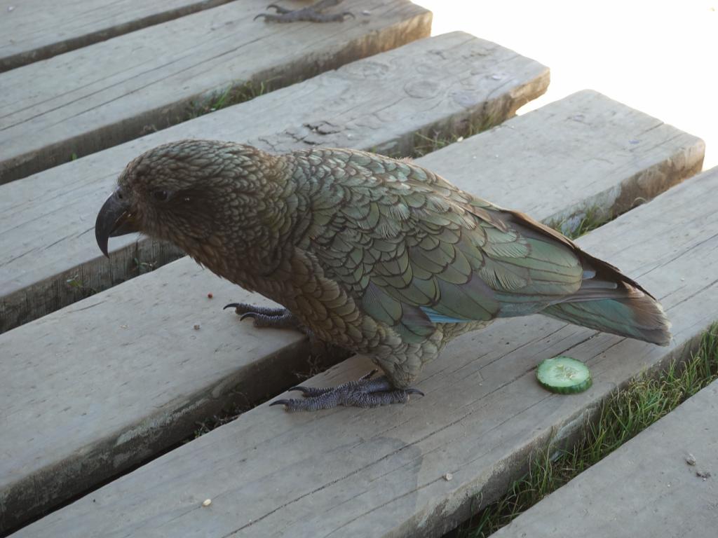 434 - 20190115 Kepler Track Day1