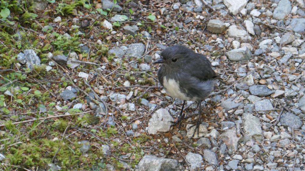 497 - 20190115 Kepler Track Day1