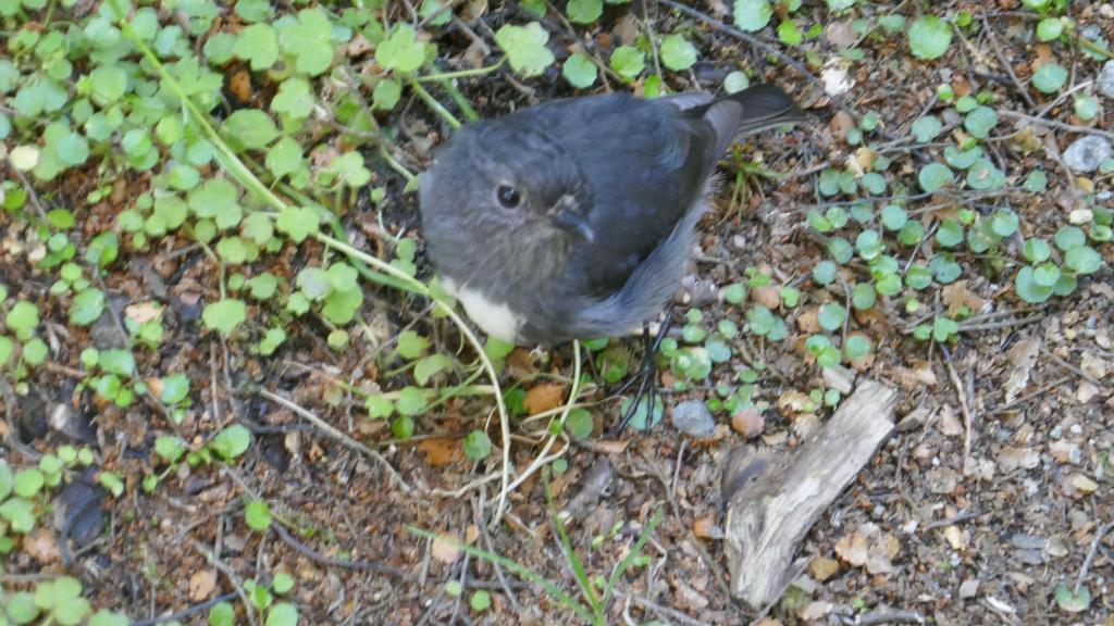 505 - 20190115 Kepler Track Day1