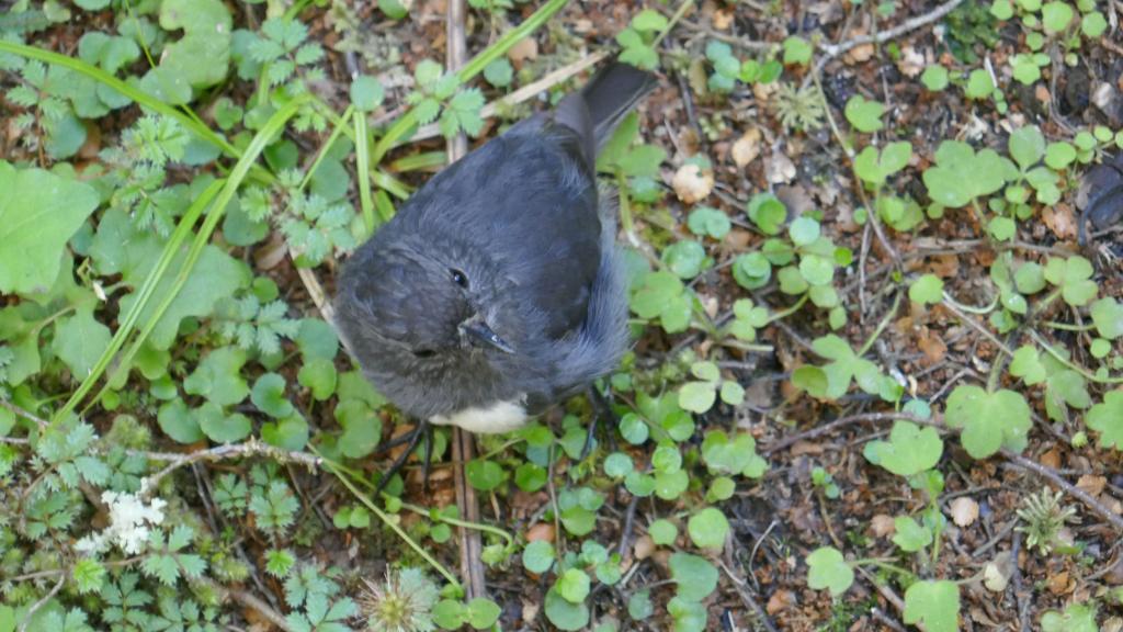 507 - 20190115 Kepler Track Day1