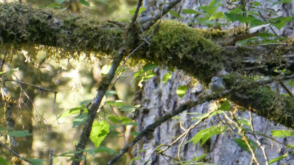 511 - 20190115 Kepler Track Day1