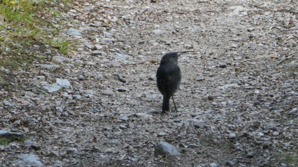 616 - 20190115 Kepler Track Day2