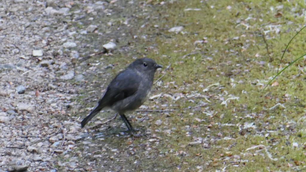 617 - 20190115 Kepler Track Day2