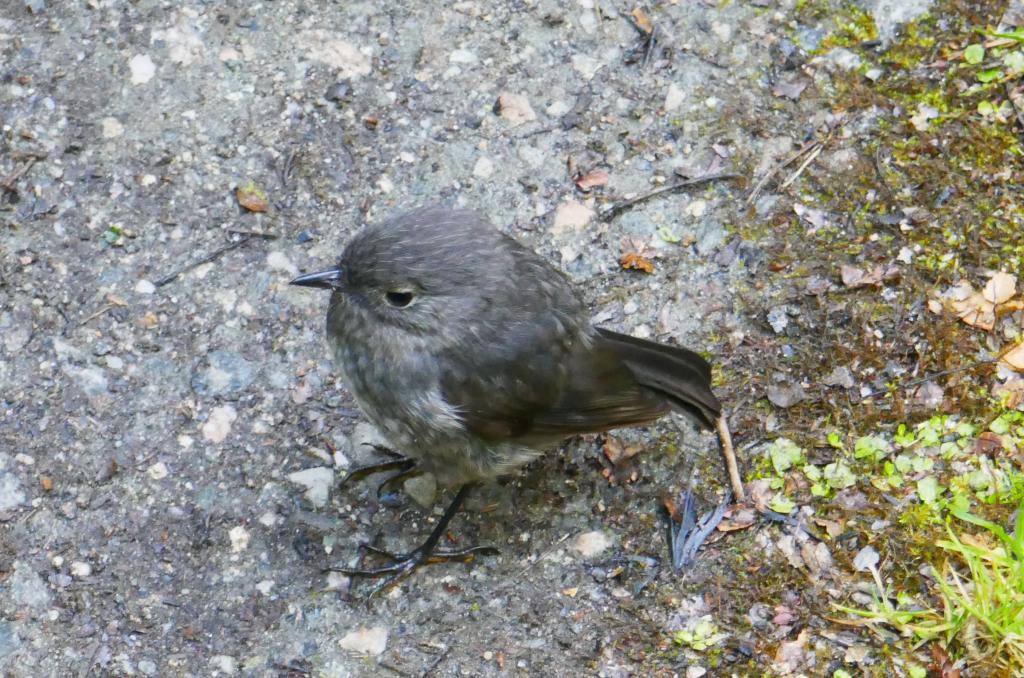 638 - 20190115 Kepler Track Day2