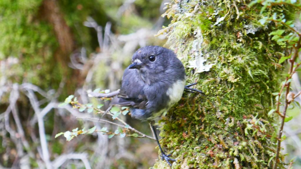 645 - 20190115 Kepler Track Day2