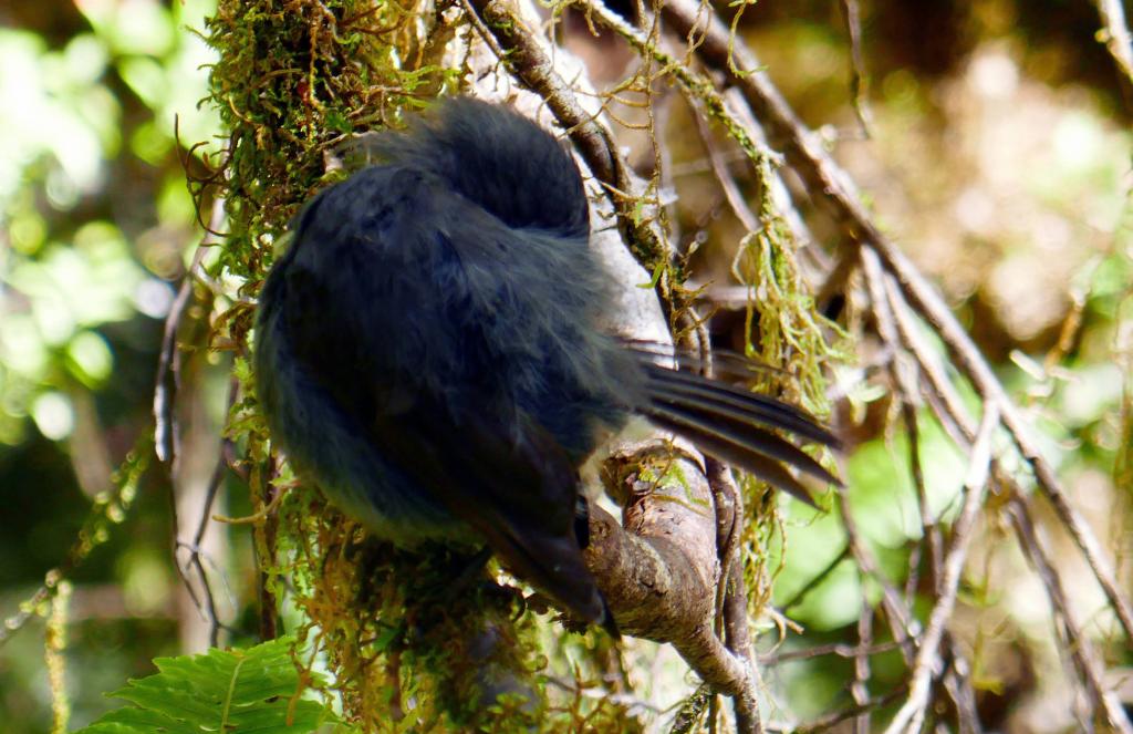 653 - 20190115 Kepler Track Day2