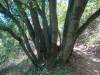 110 - 20200617 Rhus Ridge Black Mountain RSA