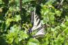 137 - 20200617 Rhus Ridge Black Mountain RSA