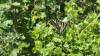 139 - 20200617 Rhus Ridge Black Mountain RSA