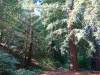 100 - 20201019 Mt Hermon Tree Top Garden of Eden