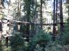 107 - 20201019 Mt Hermon Tree Top Garden of Eden