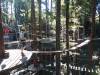 119 - 20201019 Mt Hermon Tree Top Garden of Eden