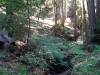 108 - 20210410 El Corte de Madera Creek Preserve
