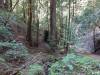 109 - 20210410 El Corte de Madera Creek Preserve