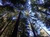 112 - 20210410 El Corte de Madera Creek Preserve