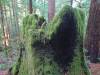 113 - 20210410 El Corte de Madera Creek Preserve