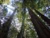 117 - 20210410 El Corte de Madera Creek Preserve