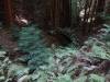 124 - 20210410 El Corte de Madera Creek Preserve