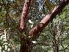 128 - 20210410 El Corte de Madera Creek Preserve
