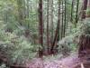 116 - 20210529 Portola Redwood SP