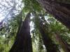 122 - 20210529 Portola Redwood SP