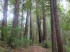 125 - 20210529 Portola Redwood SP