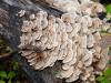 126 - 20210529 Portola Redwood SP