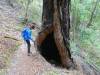 130 - 20210529 Portola Redwood SP